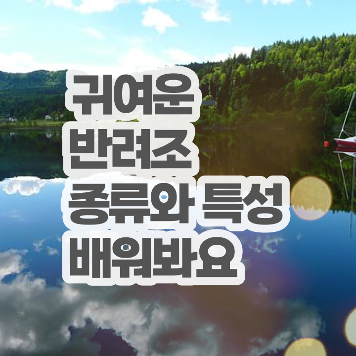  유리 앵무새 키우기 , 반려조관리사 자격증 쉽고 빠르게 취득 정보 확인하세요