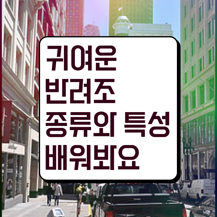  앵무새 똥 , 반려조관리사 자격증 직장인도 쉽게 준비한 과정 및 취업 전망