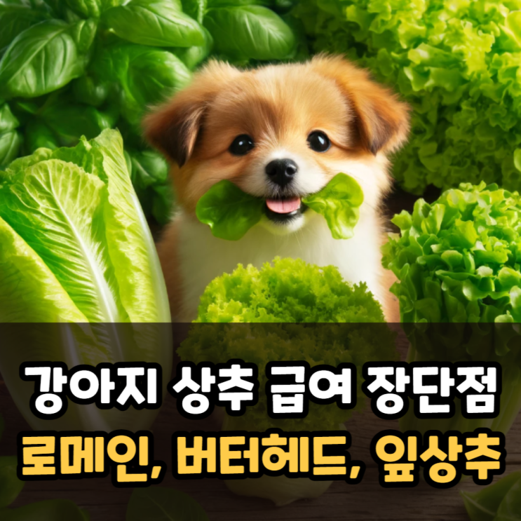  강아지 상추 급여 칼로리와 장단점(로메인, 버터헤드, 잎상추)