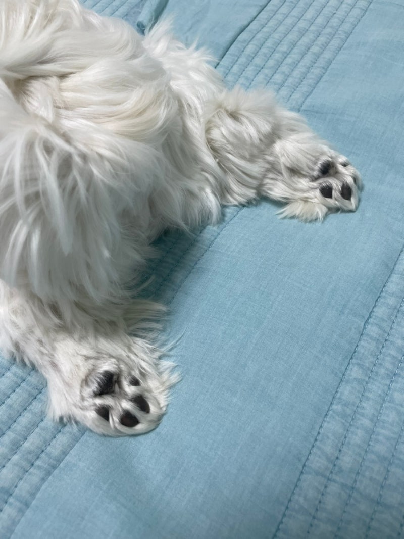 카페 애견미용