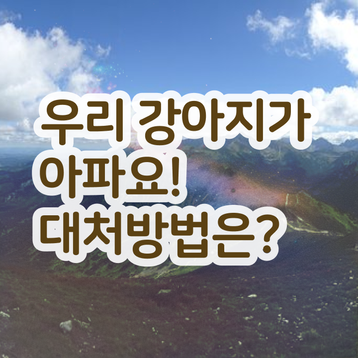  반려동물관리사1급전문교육원 , 반려동물관리사 자격증 1급,2급 동시에 합격한 후기 , 무료수강 혜택