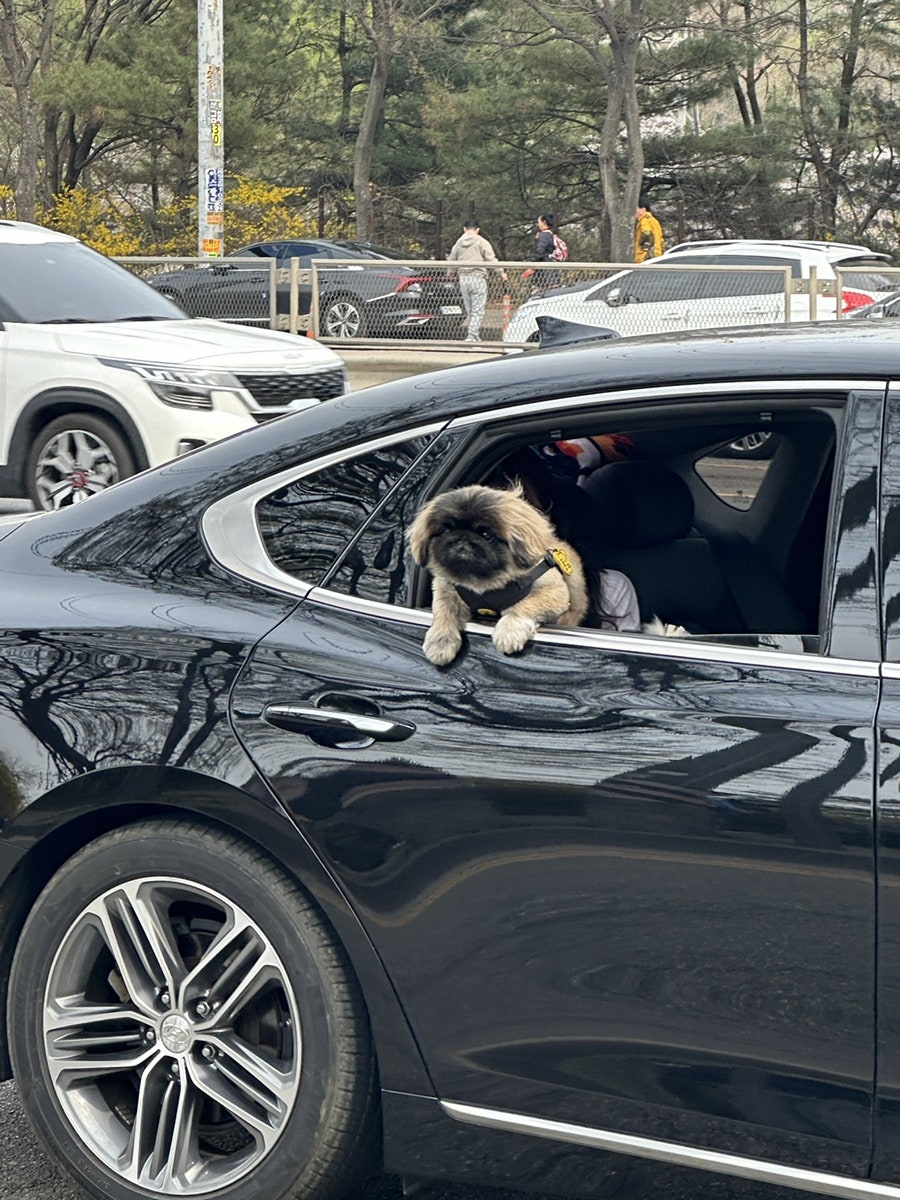 자매양꼬치 사진 5