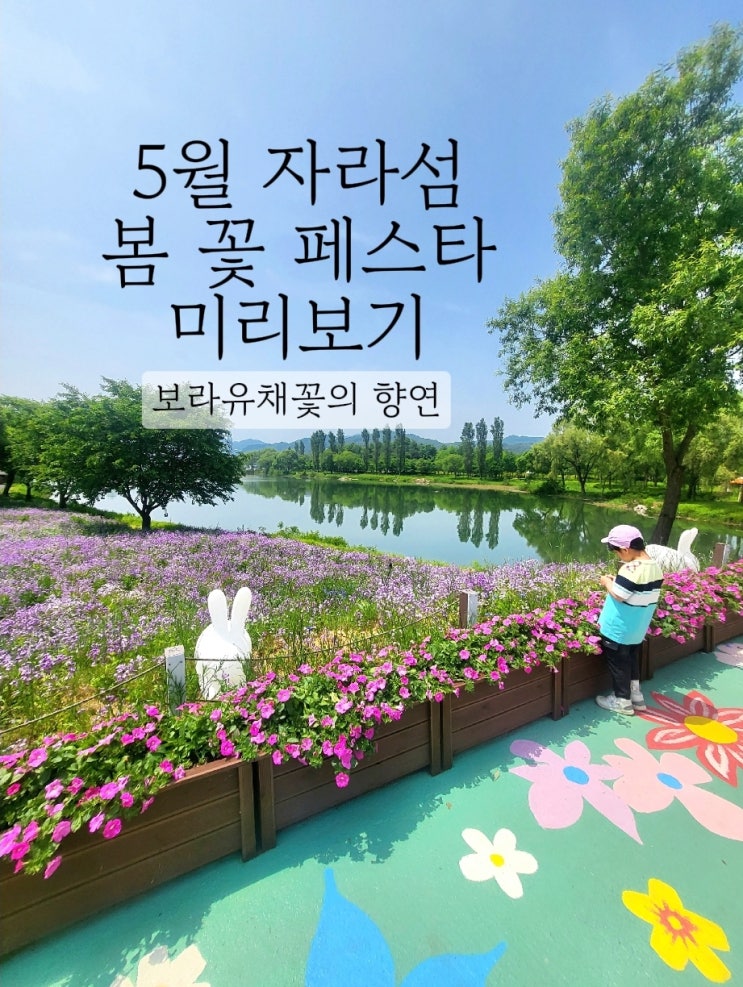 가평 자라섬 꽃 페스타 - 보라유채꽃 만발