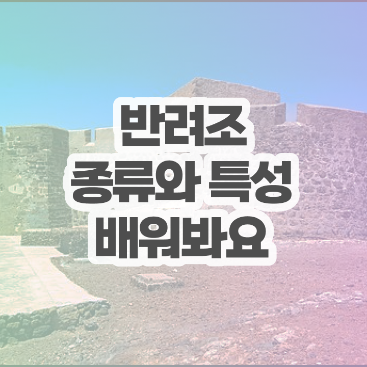  코뉴어 앵무새 분양 , 반려조관리사 자격증 취득한 과정 핵심 정보 정리