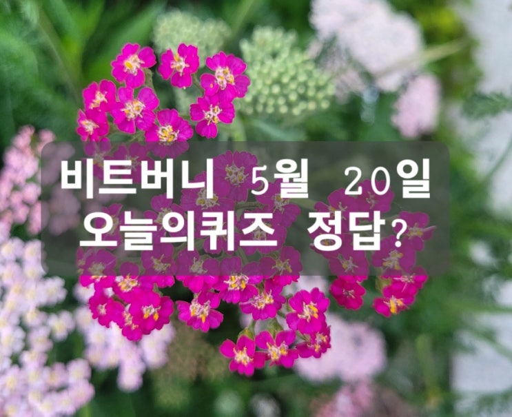  비트버니5월20일오늘의 퀴즈정답?ㅇㄴㅅㅍㄹㅇㅈ/똑똑보카퀴즈5월20일정답?ㅈㄷㄹ