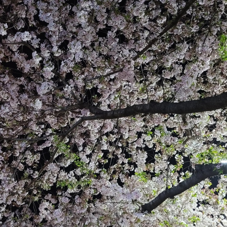  김해체력단련장 벗꽂 라운딩