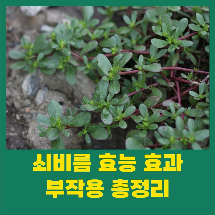  쇠비름 효능 효과 부작용 총정리