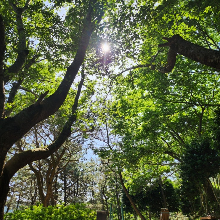  황령산등산 5월의 봄 위아래 위 위아래 피는 꽃