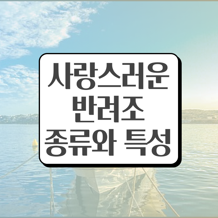  퀘이커앵무분양 , 반려조관리사 자격증 준비 과정 추천합니다