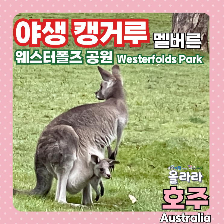  호주 멜버른 야생 캥거루 웨스터폴즈 공원