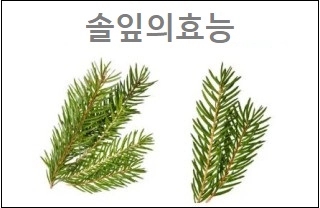  솔잎의효능 참고하세요
