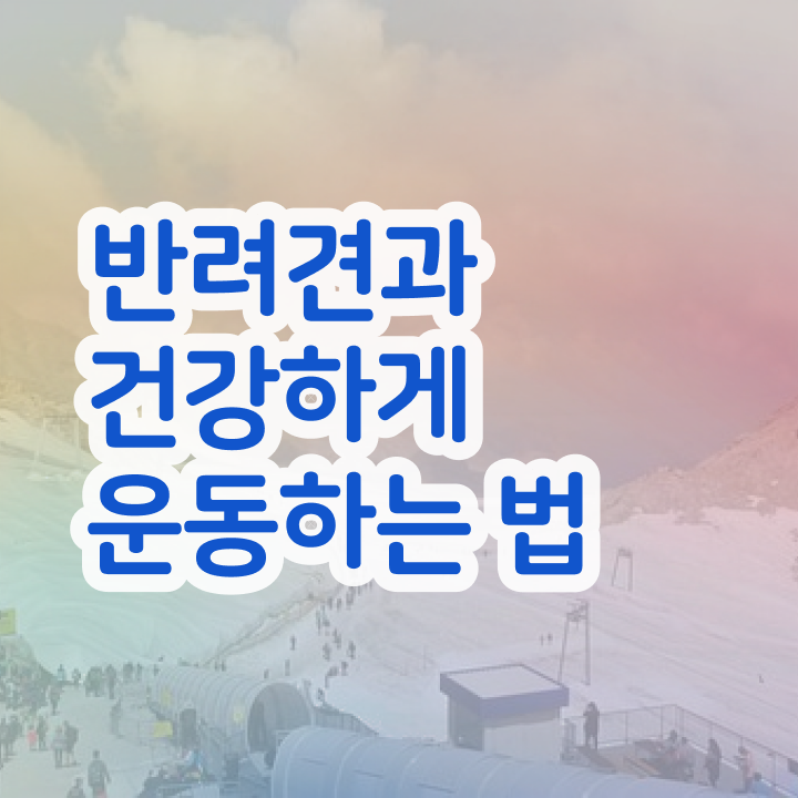  40대여자자격증 , 경단녀도 반려견운동지도사 취득할 수 있어요