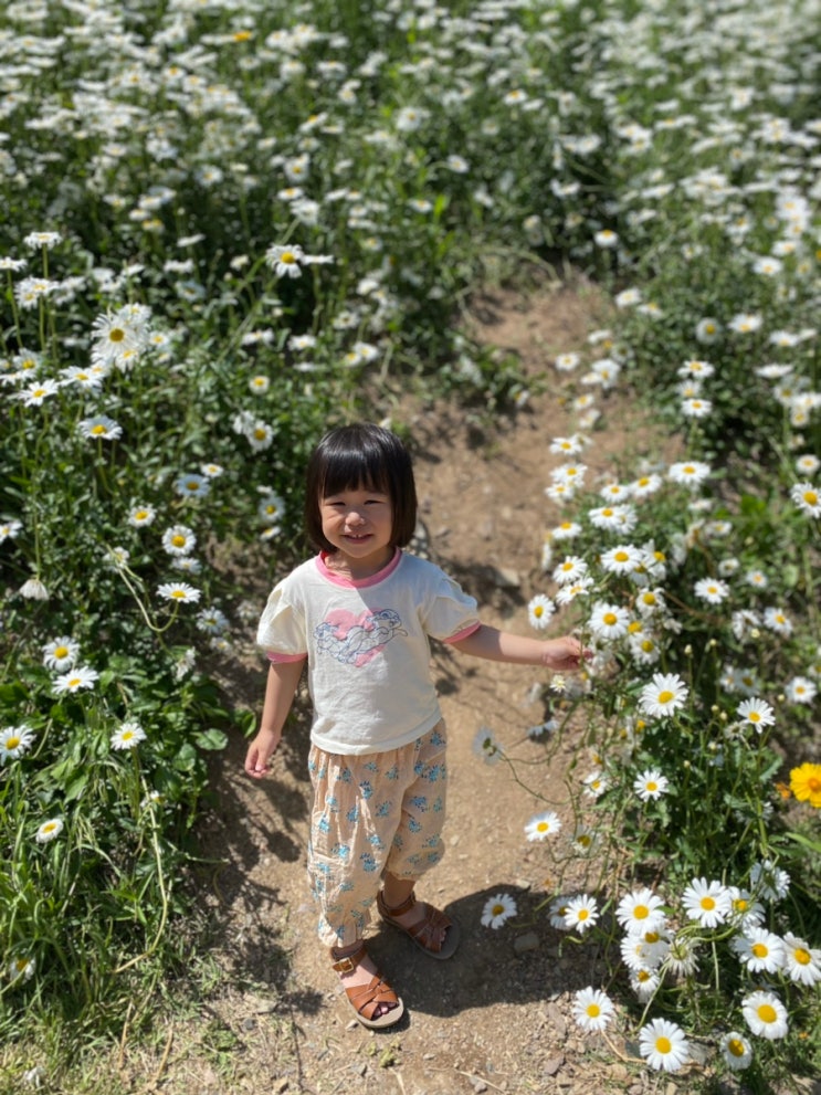  대구 수성구 가볼만한곳 샤스타데이지꽃 데크둘레길 산책코스 진밭골산림공원
