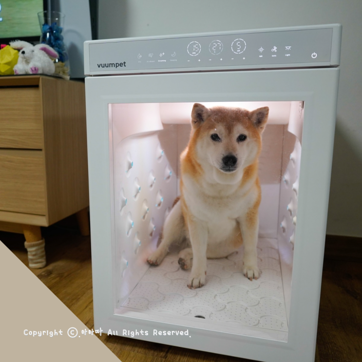  만족도 높은 강아지드라이룸 붐펫 단델리온