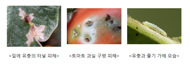 검역본부, 토마토뿔나방에 대한 선제적 대응으로 일본 수출길 유지, 수출농가에 대한 방제 철저 당부 검역본부, 토마토뿔나방에 대한 선제적 대응으로 일본 수출길 유지, 수출농가에 대한 방제 철저 당부