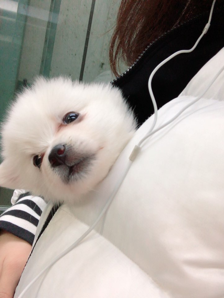  우리집 댕댕이 하얀 스피츠 로띠를 소개합니다.