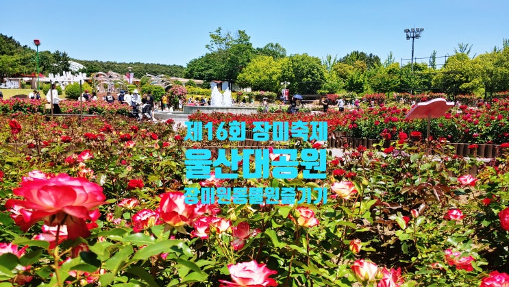  울산축제추천,울산대공원 2024장미축제 현장답사~행사 일정 장소, 주차, 무료 셔틀버스, 입장료, 입장마감시간, 에코아트전시시,울산대공원동물원