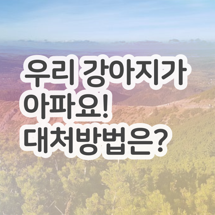  반려동물관리사2차 , 반려동물관리사 자격증 단기간에 준비한 과정 및 이후 전망