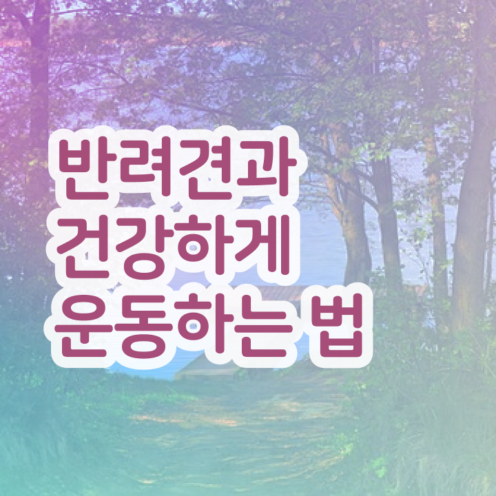  40대여자자격증 , 반려견운동지도사 성공한 팁