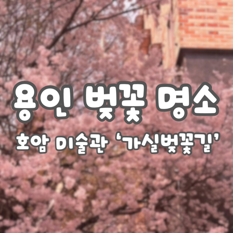  [용인 벚꽃]호암미술관 가실벚꽃길 벚꽃 실시간 상황 4/5(금):: 위치, 주차방법