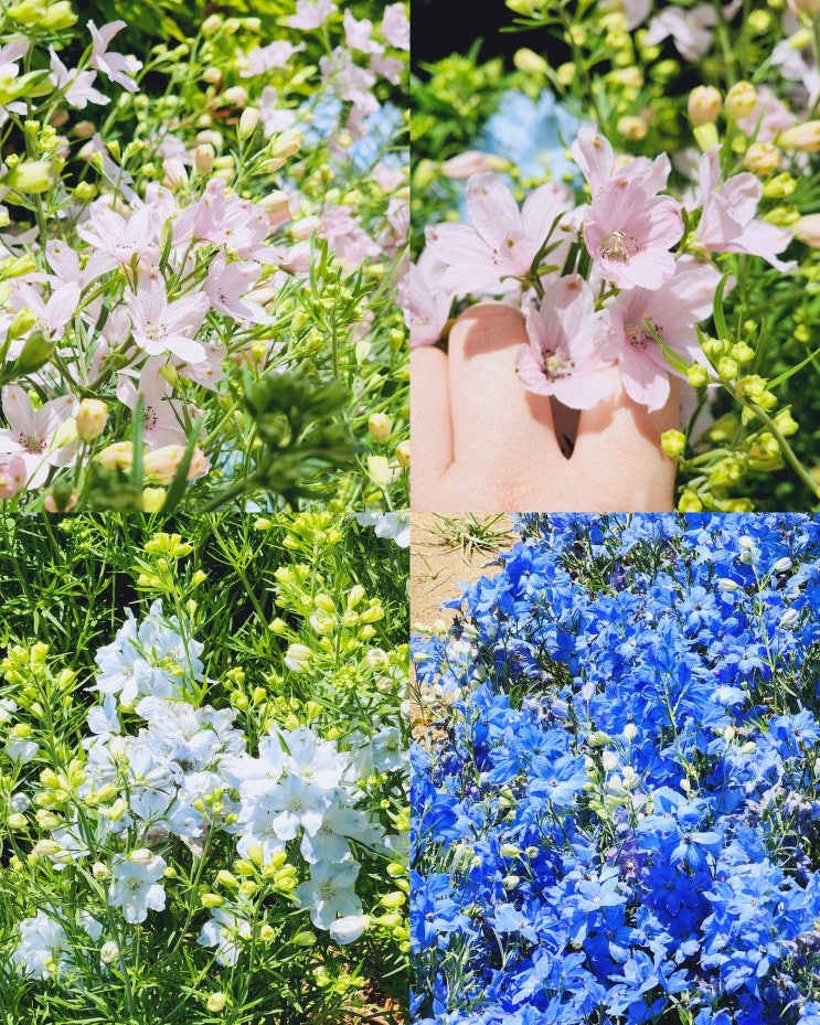 싱그러운 5월 사진 찍기 좋은 일산 호수공원 현황 싱그러운 5월 사진 찍기 좋은 일산 호수공원 현황