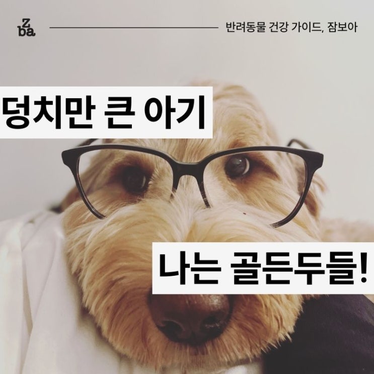  골든두들 기본 정보 총정리