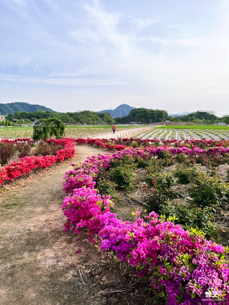  양주 나리공원 4월 5월 현재 상황