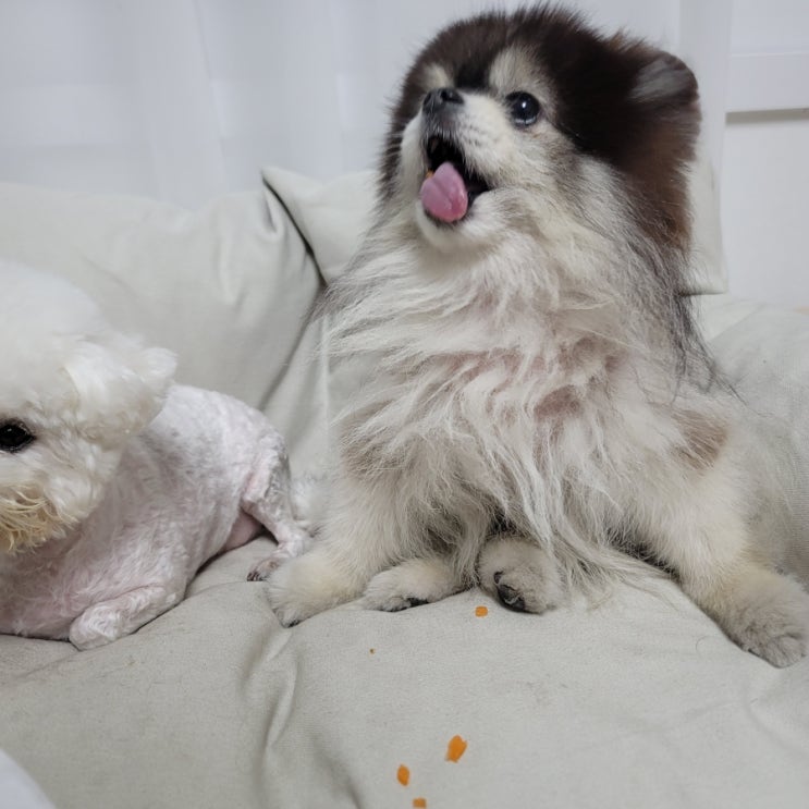  강아지 고양이 당근 야채 비타민 가득 눈에 좋은 음식