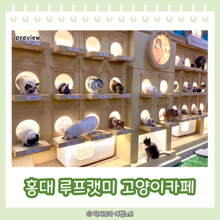 홍대 실내데이트 놀거리 고양이카페 루프캣미 이용꿀팁