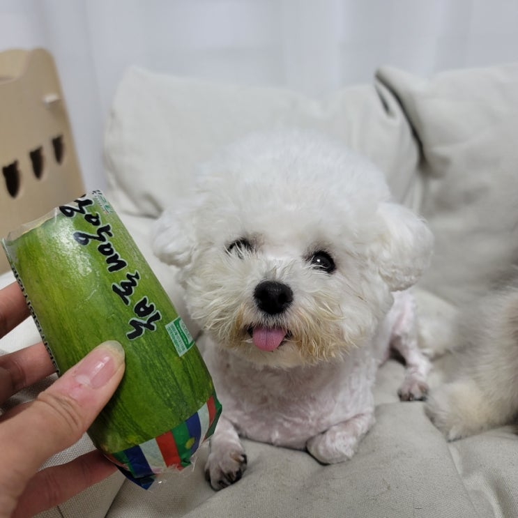  고양이 강아지 단호박 호박 애호박 먹어도 되는 채소일까?
