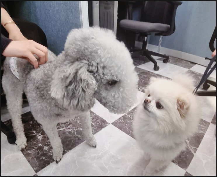  강남역 애견미용학원 이바우펫 수강비용/기간/혜택정리
