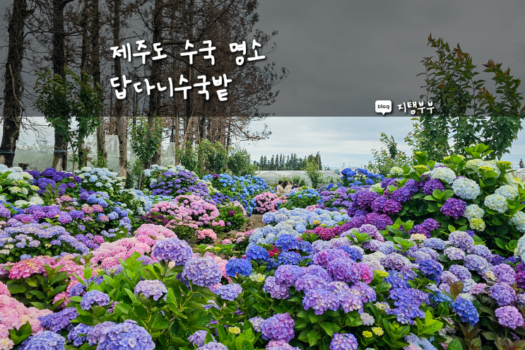  제주도수국 노지에서 키워 더욱 예쁜 답다니수국밭 서귀포 월평동 수국 6월 제주 꽃 명소 개화시기
