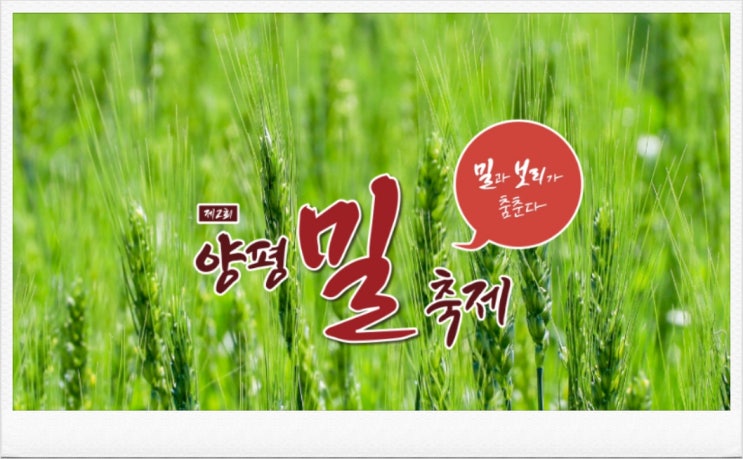  2024 양평 밀축제 보리 기본정보 체험프로그램