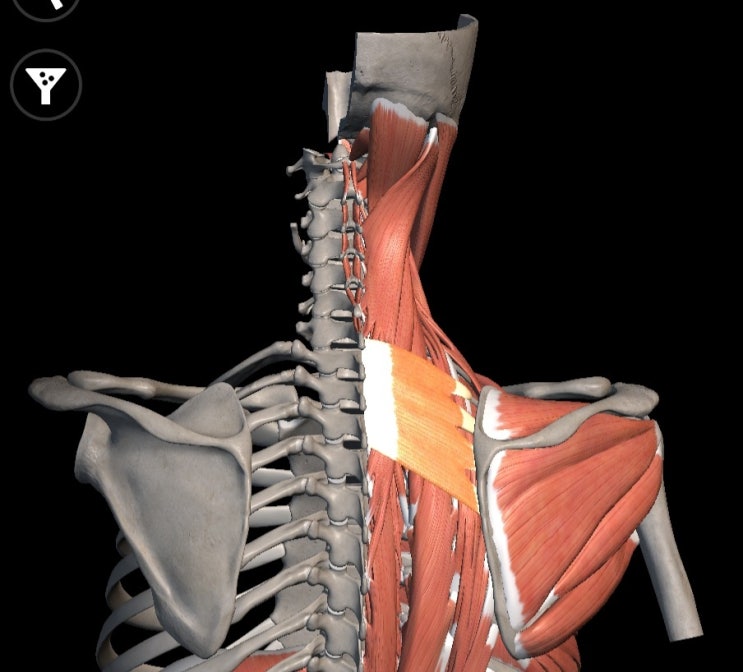  상후거근 위뒤톱니근 serretus  posterior superior 해부학 기능 정리