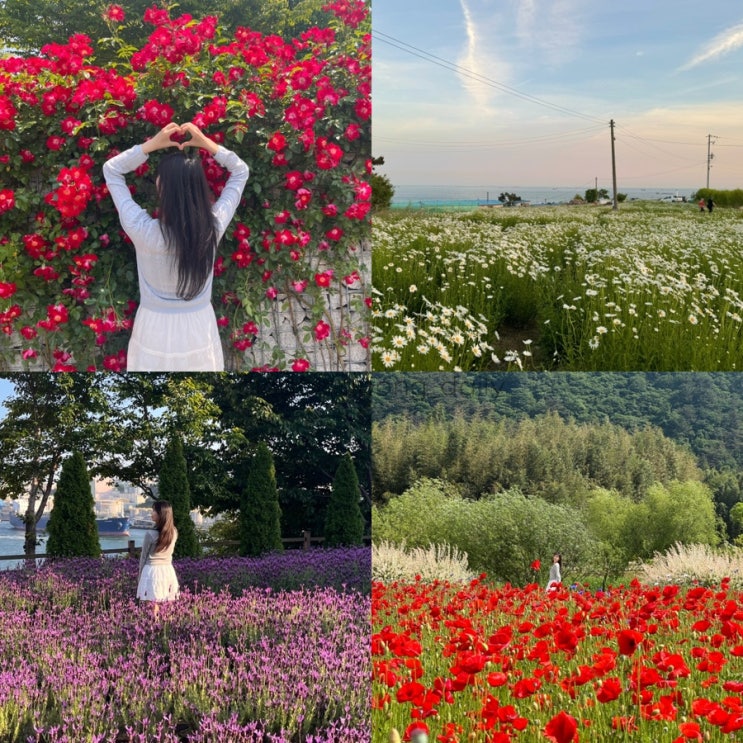  울산 꽃구경 명소 4곳 - 울산대공원 장미축제, 태화강국가정원 봄꽃축제, 슬도 샤스타데이지, 장생포고래문화마을 라벤더