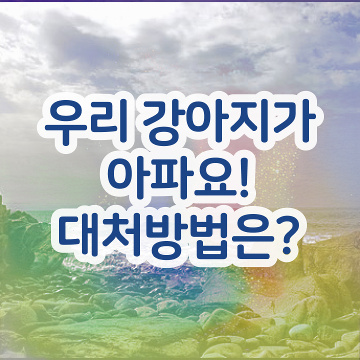  반려동물행동지도사 , 반려동물관리사 자격증 쉽고 간편하게 취득과정 전격분석