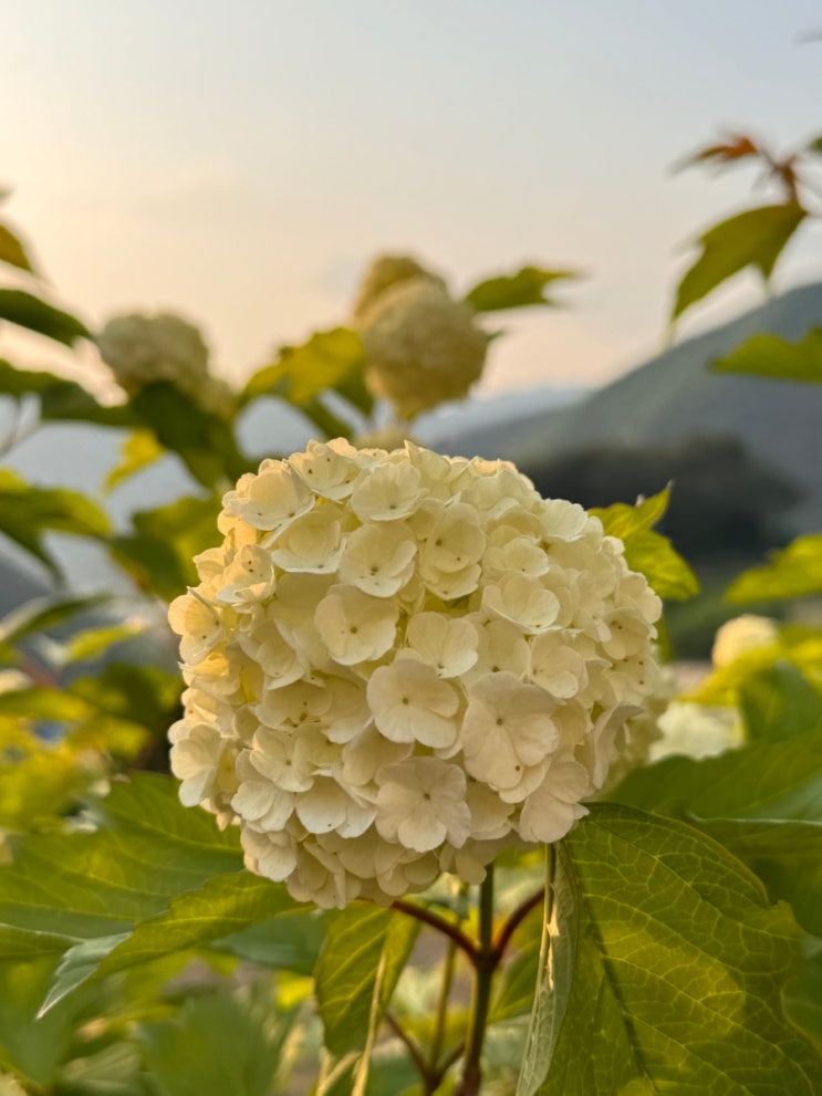  강원도 인제 시골집 풍경