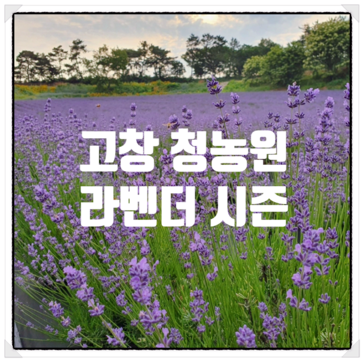  전라도 꽃축제 고창청농원 라벤더시즌 기본정보