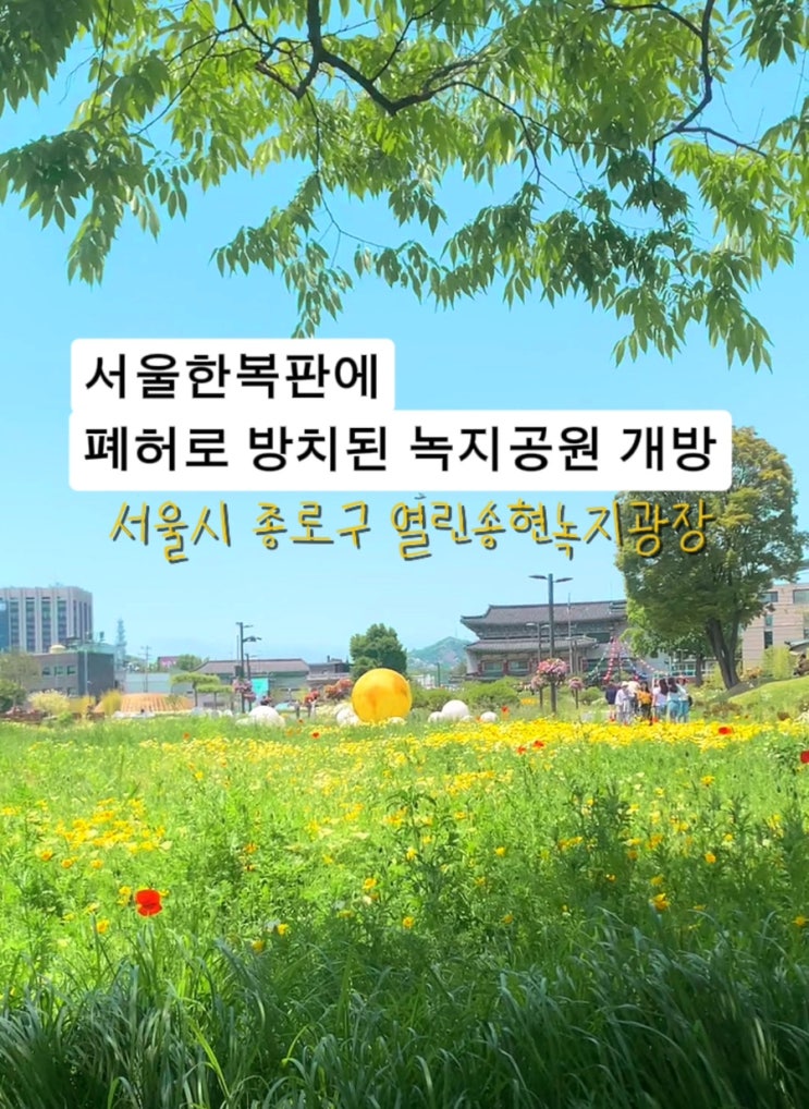  [종로]샤스타 데이지 수레화 서울 꽃 구경 가볼만한 열린송현녹지광장