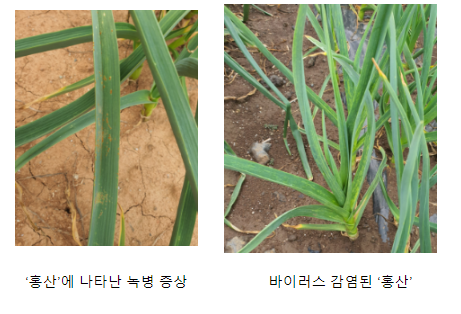 ‘홍산’ 씨마늘 생산, 4가지만 기억하세요 ‘홍산’ 씨마늘 생산, 4가지만 기억하세요