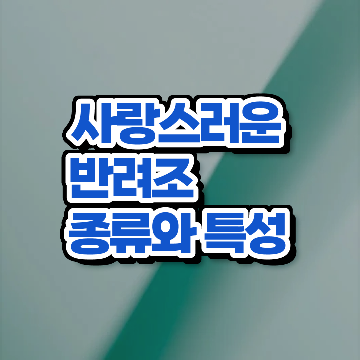  모란앵무입질 교정 , 반려조관리사 자격증 온라인 교육으로 취득한 과정 및 활용 방법