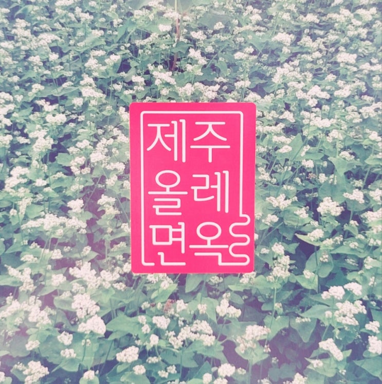  제주공항 주변 맛집 제주올레면옥 톳냉면 여름 별미