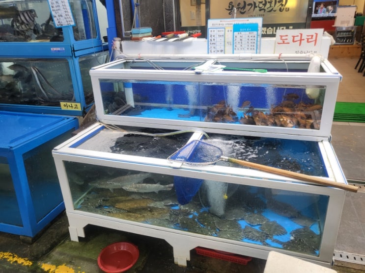  부산) 구포시장, 용원가덕횟집 물회 위치 가성비 회도시락