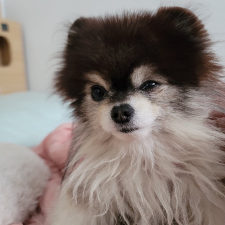  강아지 눈에 이물질, 결막염 증상 눈충혈 눈물 눈부음 눈꼽