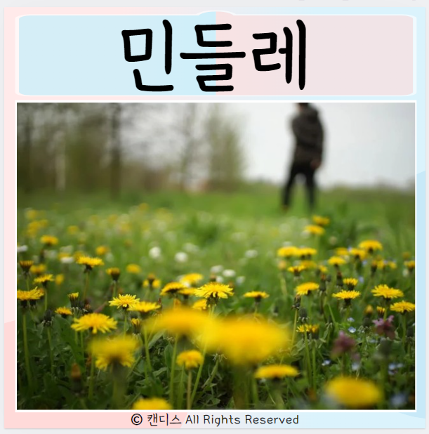  민들레 효능 좋은점은? 부작용
