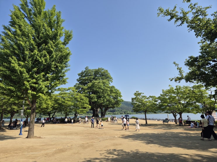  서울 경기 드라이브/데이트/산책 코스 연잎 핫도그 맛집 양평 두물머리