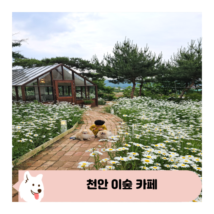  천안 애견동반 실시간 데이지 만개한 동화 속 카페 이숲
