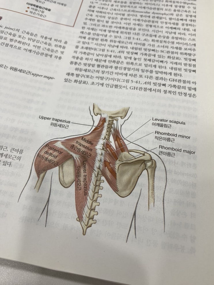  [이경석의 척추88] 목 어깨 운동