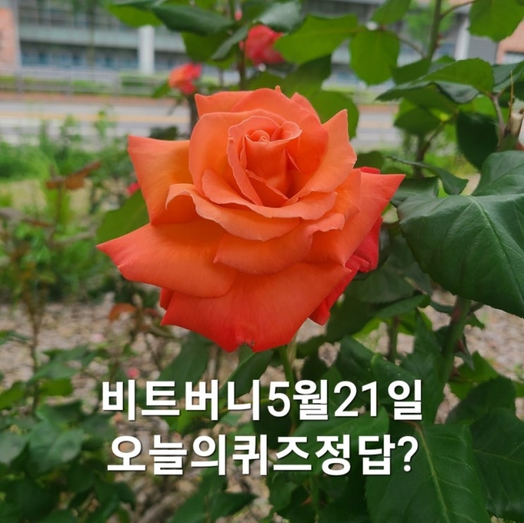  ️비트버니5월21일오늘의 퀴즈정답?ㄱㅌㅅㄷ