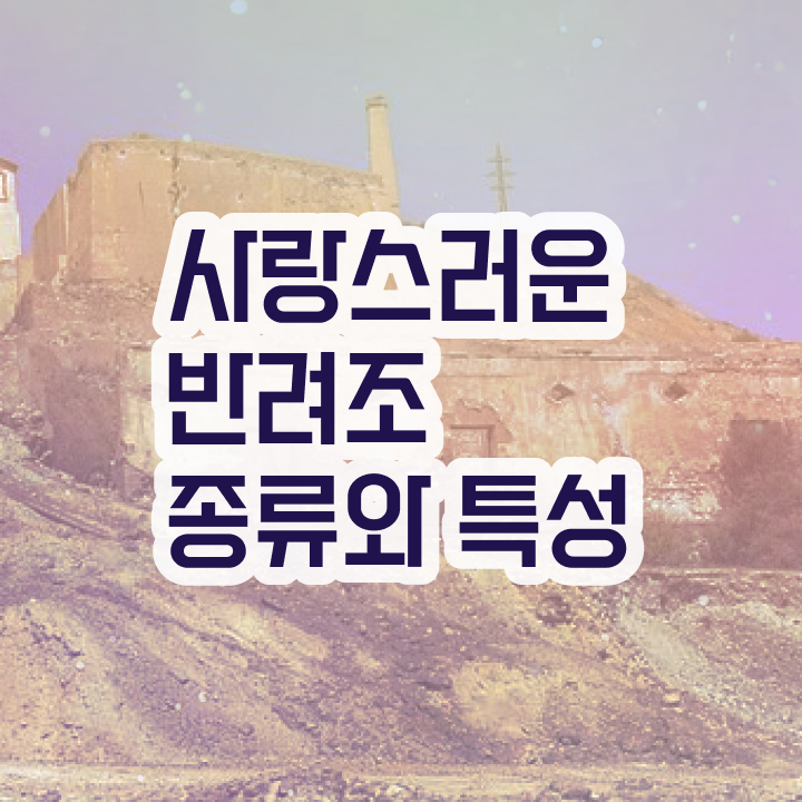  사랑 앵무새 , 반려조관리사 자격증 취득한 노하우 알아보기